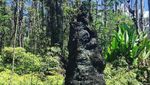 Pohon-pohon Lahar yang Pasti Belum Pernah Kamu Lihat