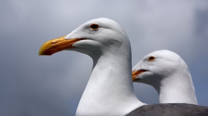 burung