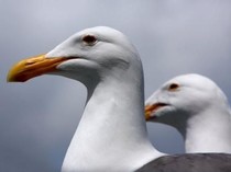 Viral Turis Tangkap Burung Camar demi Konten, Netizen Berang!