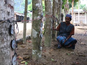 Dulu Bikin Heboh, Listrik Pohon Kedondong Kini Tinggal Cerita