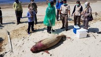 Bangkai pesut mati ditemukan setelah Teluk Balikpapan, Kalimantan Timur tercemar tumpahan minyak akibat patahnya pipa Pertamina (Foto: Imeida Tandrin/via REUTERS)