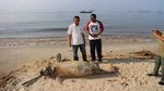 Foto: Penampakan Pesut Mati Gara-gara Minyak di Teluk Balikpapan