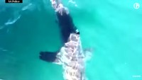 Hiu itu berenang dan mengelilingi perahu karet selama sekitar 10 menit. (Foto: Dok. South Australia Police/via The Guardian)