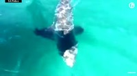 Kepada ABC Radio di Adelaide, salah satu pria di kapal pemancing mengatakan mereka sedang berusaha kabur dari hiu putih itu ketika polisi tiba. Hiu putih diklasifikasikan sebagai hewan yang rawan dan tidak boleh disakiti kecuali ada pengecualian dari menteri Australia. (Foto: Dok. South Australia Police/via The Guardian)