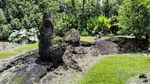 Pohon-pohon Lahar yang Pasti Belum Pernah Kamu Lihat