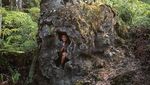 Pohon-pohon Lahar yang Pasti Belum Pernah Kamu Lihat