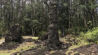Taman ini menyimpan banyak pohon lahar yang terbentuk sejak letusan Gunung Kilauea ratusan tahun lalu, tepatnya 1790 (angkhoury/Instagram)