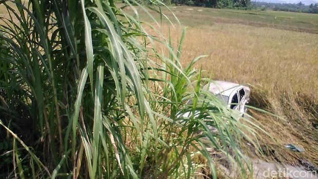 Mobil sedan yang masuk sawah. 