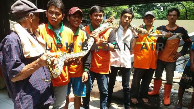 Ular sanca 4 meter ditangkap petugas UPK Badan Air