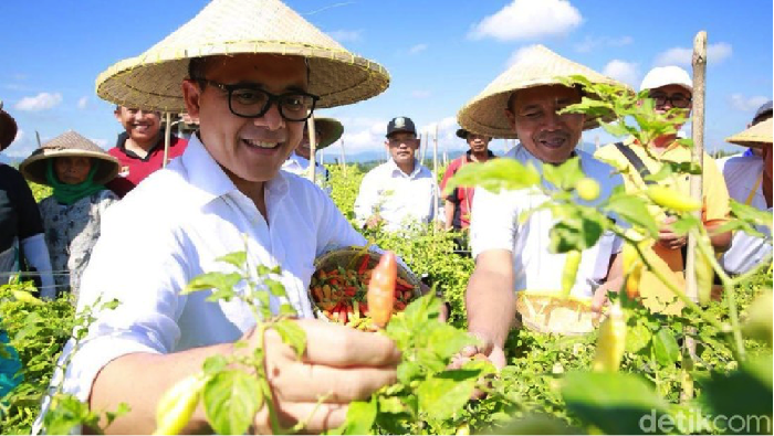 Begini Cara Petani Cabai Banyuwangi Raup Untung Besar