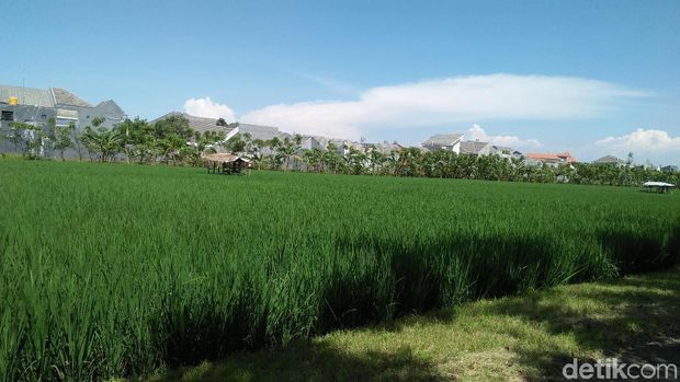 Bikin Adem, Sawah yang Menghijau di Tengah Hiruk Pikuk Surabaya