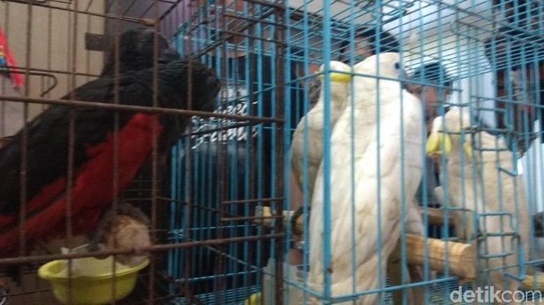 74 Gambar Hewan Dilindungi HD