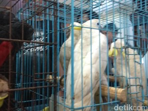 Satwa Langka yang Dijual di Medsos Bisa Untung Hingga Rp 4 Juta