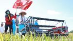 Pakai Caping dan Naik Traktor, Rini Panen Padi di Banyuwangi