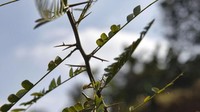 Dalam prakteknya, warna tato tersebut dibuat dari daun, tunas dan jelaga. Jelaga sebagai disinfektan dan tunas tajam untuk membuat tato (Dave Stamboulis/BBC Travel)