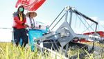 Pakai Caping dan Naik Traktor, Rini Panen Padi di Banyuwangi