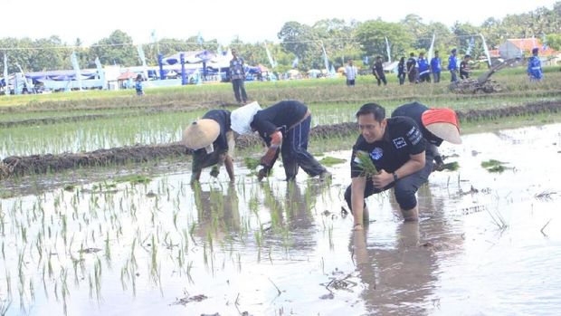 Di Banyuwangi, AHY Nyemplung Ke Sawah dan Membaur dengan Petani