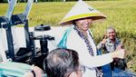 Pakai Caping dan Naik Traktor, Rini Panen Padi di Banyuwangi