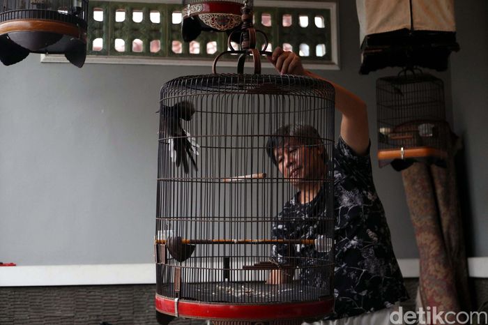 Burung Berkicau Bisnis Sampingan Herry Ip Foto 6
