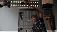 Kandang burung juga. Kalau ke China disempetkan. Nggak semua China ada, yang ada pasar burung dan kandangnya bagus-bagus itu di Guangzhou. Saya pasti pergi ke pasar burung. Sangkar lumayan (pasar dan harganya), tergantung kualitas ukirannya. Puluhan juta he he he, ujar dia.