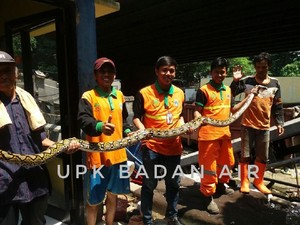 Ular Sanca 4 Meter Muncul di Saluran Air di Jakbar