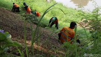 Mereka juga memcabuti rumput liar yang tumbuh di sekitar KBT.