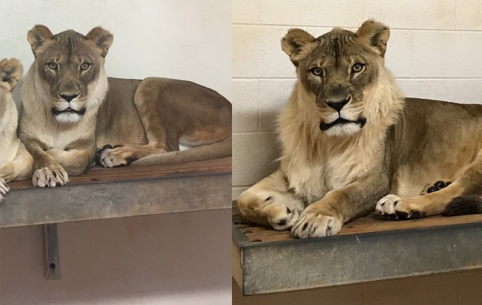 Singa Betina dengan Surai (Mandi Sorenson, animal caretaker via Facebook/Oklahoma City Zoo and Botanical Garden)