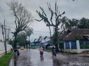 Banyak Pohon Tua Bahayakan Pengguna Jalan Majalaya-Ciparay