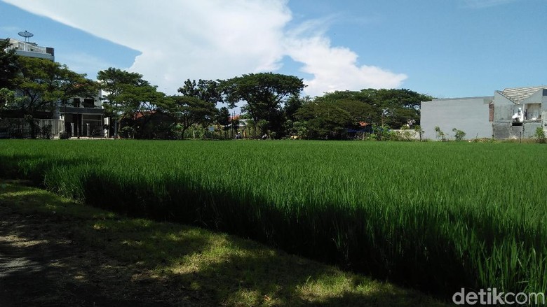 Bikin Adem, Sawah yang Menghijau di Tengah Hiruk Pikuk Surabaya Bikin Adem, Sawah yang Menghijau di Tengah Hiruk Pikuk Surabaya
