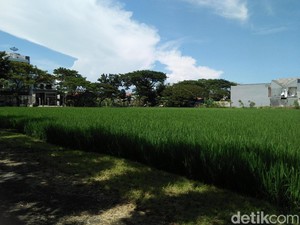 Bikin Adem, Sawah yang Menghijau di Tengah Hiruk Pikuk Surabaya