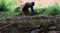 Dengan arit, petugas memotong rumput liar.