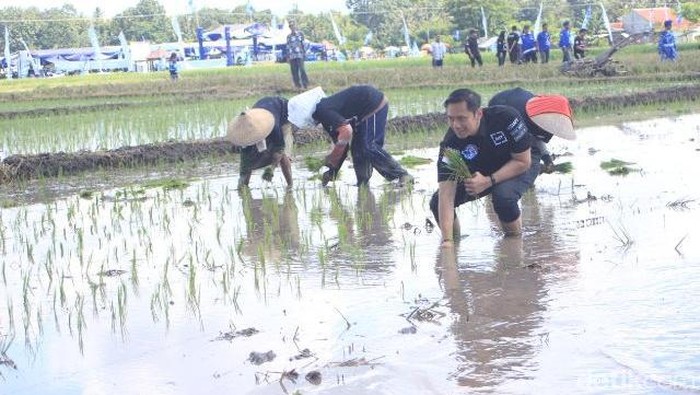 Begini Gaya AHY Saat Berbaur dengan Petani di Banyuwangi