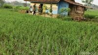 Di rumah inilah bayi bernama Persib Satu Sembilan Tiga Tiga dan orangtuanya tinggal. Lokasinya di Cikadu, Kecamatan Cisayong, Kabupaten Tasikmalaya, Jawa Barat. (Foto: Dadang Hermansyah/detikcom).