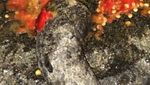 Sambal Kurma Belimbing dan Sayur Asem Jadi Makanan Kesukaan Ustadz Yusuf Mansur