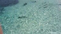 Masih di Wayag, kamu bisa coba berenang bersama bayi-bayi hiu. Tempatnya ada di pantai dekat pos keamanan (Shinta/detikTravel)