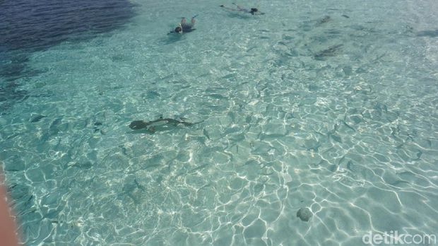 Tahu Nggak, di Raja Ampat Bisa Berenang Sama Hiu