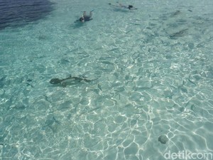 Tahu Nggak, di Raja Ampat Bisa Berenang Sama Hiu