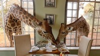 Terletak di pinggiran kota Nairobi, Kenya. Hotel Giraffe Manor terkenal sebagai hotel unik yang menampung banyak jerapah yang hampir punah. Foto: Istimewa