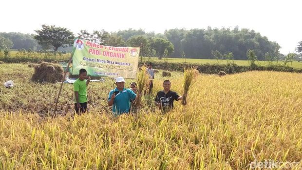 Sempat Dicemooh, Padi Organik Karya Pemuda Tani Sukses Panen Perdana