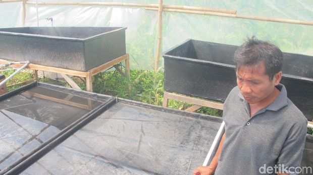 Tak Cuma di Pantura, Produksi Garam Pesisir Selatan Mulai Tumbuh