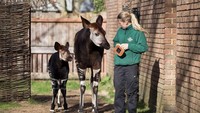 Pemberian nama Meghan pada bayi Okapi tersebut dilakukan untuk menyambut pernikahan Meghan dengan Harry pada Mei mendatang.
