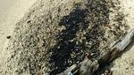 Penampakan Minyak Hitam Misterius yang Tumpah di Pulau Pari