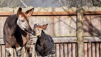 Kami sangat senang dengan keadaan ibu dan bayi. Induknya sangat perhatuan dan memastikan dengan teratur untuk menjilatnya agar bersih dan mengawasinya kala tertidur, ujar pernyataan penjaga kebun binatang London, Gemma Metcalf.
