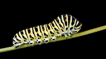 Ahli entomologi Stanley Flanders, dalam tulisannya pada 1962, beranggapan bahwa kemunculan perdana larva dari kupu-kupu dan ngengat dapat merusak vegetasi secara cepat sehingga membuat lahan menjadi gundul. Hal tersebut membuat kematian dinosaurus herbivora, dan diikuti oleh para karnivor yang menjadi kanibal. Meski begitu, belum ada bukti sahih terhadap teori tersebut. Foto: wikipedia.org