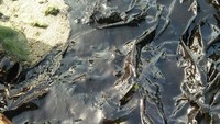 Minyak tumpah di Pulau Pari, Kepulauan Seribu. Ada minyak hitam tumpah di Pulau Pari, Kepulauan Seribu. Tak jelas dari mana asal minyak yang bikin kotor ini. (Foto: Rahmat/Anggota PJLP Pesisir Sudin Lingkungan Hidup Kep Seribu)