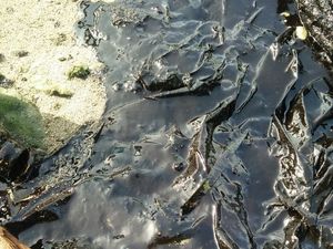 Minyak di Pulau Pari Diduga Air Ballast, Bahaya kah?