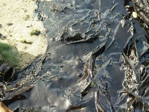 Tumpahan Minyak Hitam di Pulau Pari Diduga karena Air Ballast