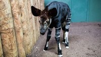 Okapi termasuk dalam daftar hewan yang terancam punah dalam International Union for Conservation of Natures Red List. Data terakhir menunjukkan ada 25 ribu Okapi yang hidup di alam liar pada saat ini.