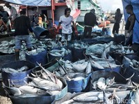 70% Wilayahnya Lautan, Kok Indonesia Masih Impor Ikan?