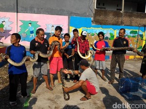Warga Kampung di Boyolali Ini Tangkap 5 Ular Piton dalam Sepekan